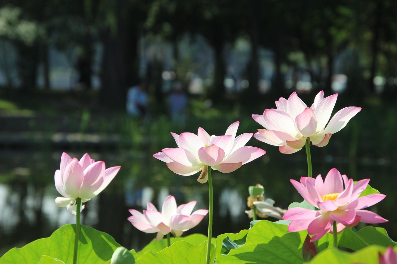  Hadiuzzaman Palak is a versatile Bangladeshi entrepreneur, business consultant, media professional,